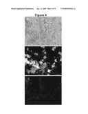 Gum coatings for cell culture, methods of manufacture and methods of use diagram and image