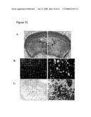 Neurobiological compositions diagram and image