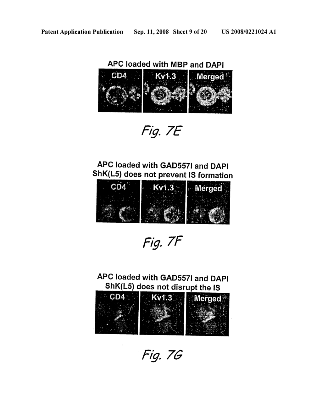 Analogs of Shk Toxin and Their Uses in Selective Inhibittion of Kv1. 3 Potassium Channels - diagram, schematic, and image 10