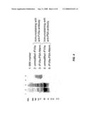 Factor VIIa-Polysialic Acid Conjugate Having Prolonged In Vivo Half-Life diagram and image