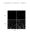 DENDRITIC MOLECULAR INTRACELLULAR TRANSPORTERS AND METHODS OF MAKING AND USING SAME diagram and image