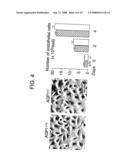 Modulation of Aquaporin in Modulation of Angiogenesis and Cell Migration diagram and image