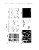 Modulation of Aquaporin in Modulation of Angiogenesis and Cell Migration diagram and image