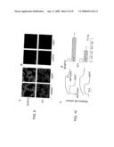 Modulation of Aquaporin in Modulation of Angiogenesis and Cell Migration diagram and image