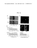 Modulation of Aquaporin in Modulation of Angiogenesis and Cell Migration diagram and image