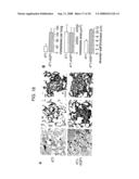 Modulation of Aquaporin in Modulation of Angiogenesis and Cell Migration diagram and image