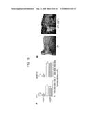 Modulation of Aquaporin in Modulation of Angiogenesis and Cell Migration diagram and image