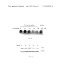 Application of 2-bromide-isovanillin for the manufacture of a medicament for anti-cancer or/and radiation/chemotherapy sensitization diagram and image