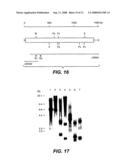 MN Gene and Protein diagram and image