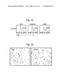 Removal promoters and inhibitor for apoptosis cells in vivo diagram and image