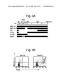 Removal promoters and inhibitor for apoptosis cells in vivo diagram and image