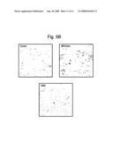 Removal promoters and inhibitor for apoptosis cells in vivo diagram and image