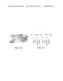 Vectors having both isoforms of beta-hexosaminidase and uses of the same diagram and image