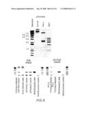 Vectors having both isoforms of beta-hexosaminidase and uses of the same diagram and image