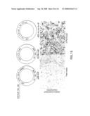 Vectors having both isoforms of beta-hexosaminidase and uses of the same diagram and image