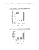 Vectors having both isoforms of beta-hexosaminidase and uses of the same diagram and image