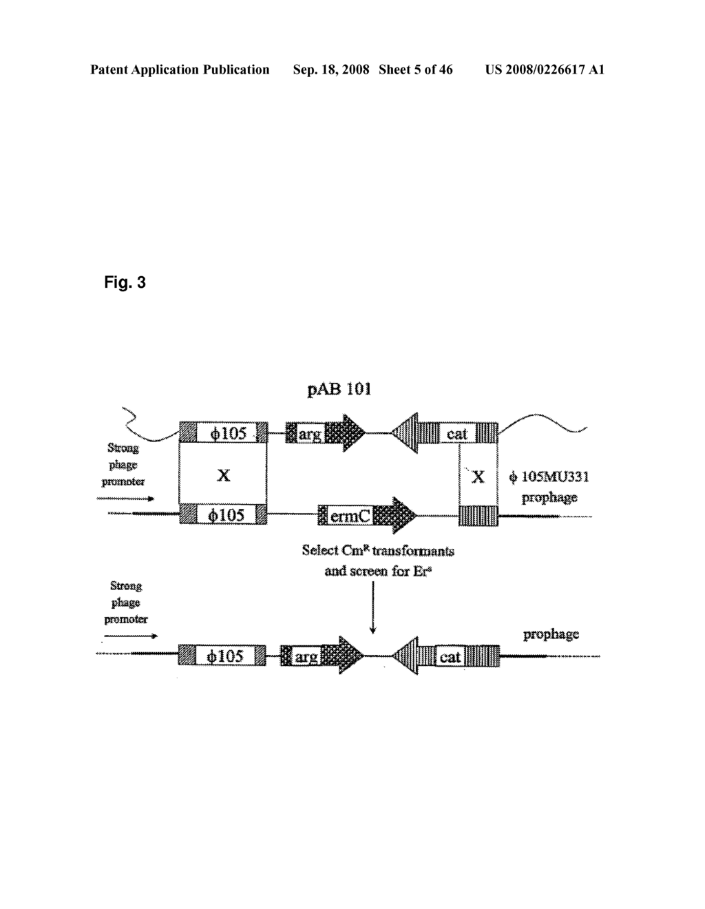 Pharmaceutical Preparation and Method of Treatment of Human Malignancies with Arginine Deprivation - diagram, schematic, and image 06