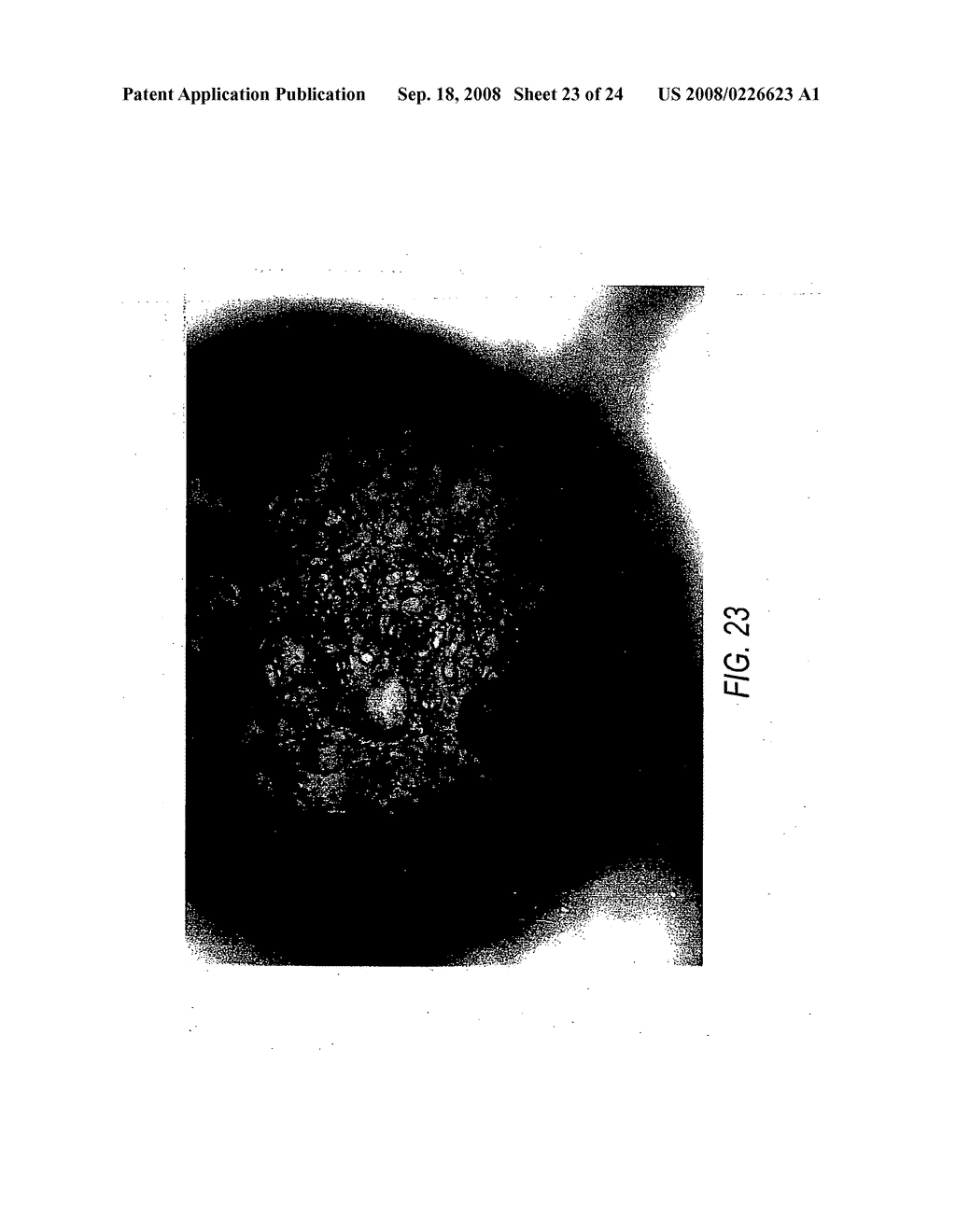 Stabilized protein crystals, formulations comprising them and methods of making them - diagram, schematic, and image 24