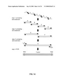 AMPHIREGULIN ANTIBODIES AND THEIR USE TO TREAT CANCER AND PSORIASIS diagram and image