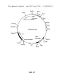 AMPHIREGULIN ANTIBODIES AND THEIR USE TO TREAT CANCER AND PSORIASIS diagram and image