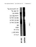 Dendritic cell co-stimulatory molecules diagram and image