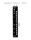 Methods for Identification of Merle Gene diagram and image