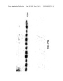 Methods, Antibodies and Kits for Detecting Cerebrospinal Fluid in a Sample diagram and image