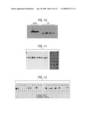 Methods, Antibodies and Kits for Detecting Cerebrospinal Fluid in a Sample diagram and image