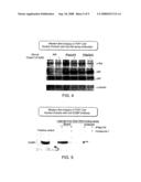 COMPOSITIONS AND METHODS FOR MODULATING C-REL-DEPENDENT CYTOKINE PRODUCTION diagram and image