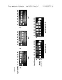 KpnI Restriction Endonucleases with Reduced Star Activity diagram and image