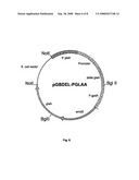 Aspergillus Promotors for Expressing a Gene in a Fungal Cell diagram and image