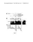 Circular DNA vectors for synthesis of RNA and DNA diagram and image