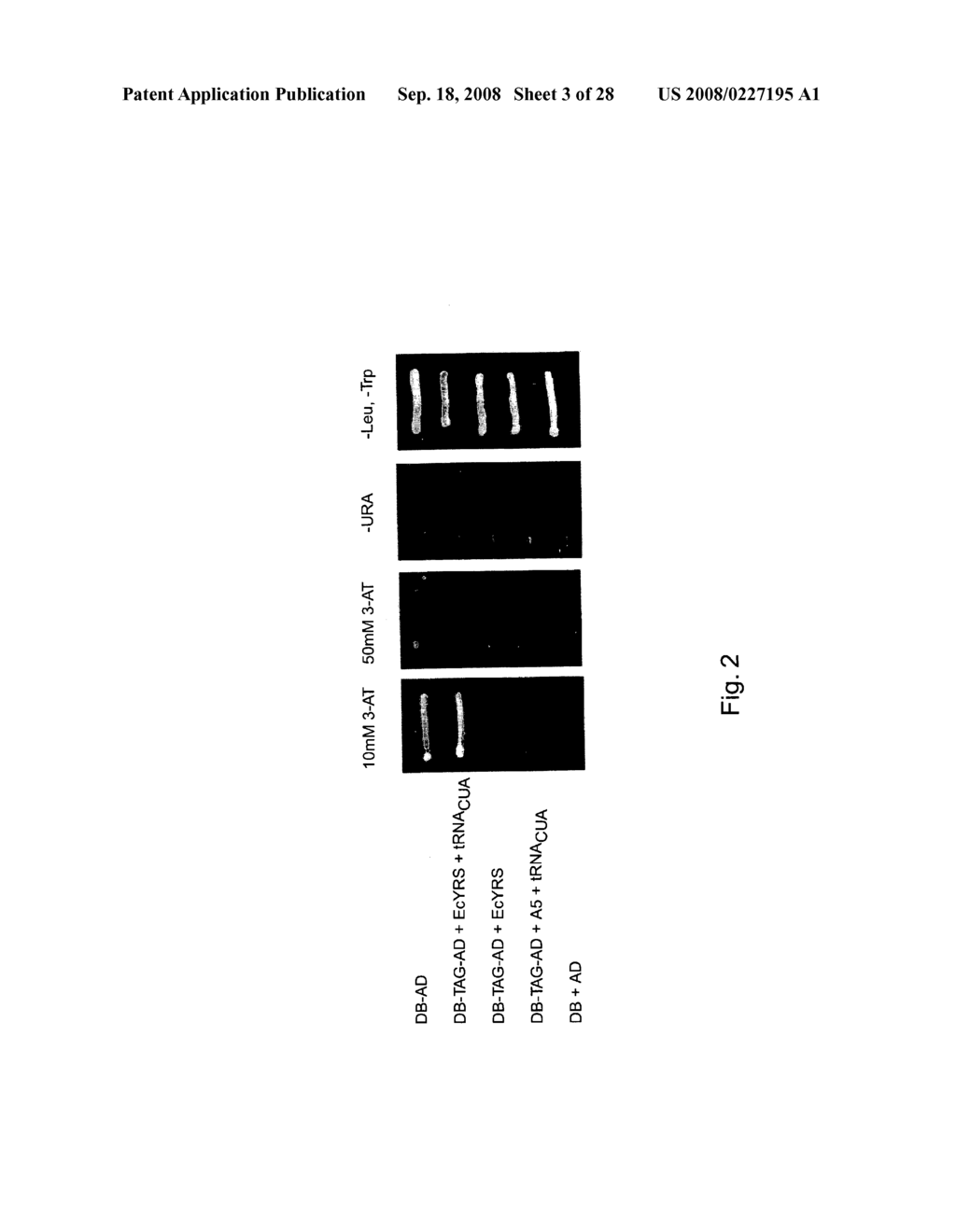 Expanding the eukaryotic genetic code - diagram, schematic, and image 04