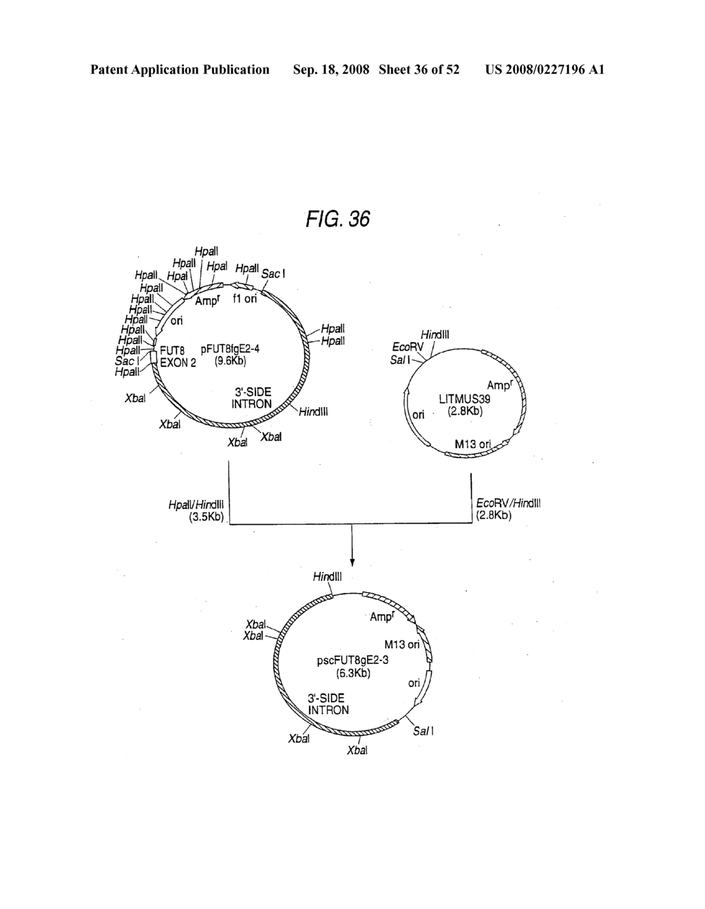 Antibody Composition-Producing Cell - diagram, schematic, and image 37