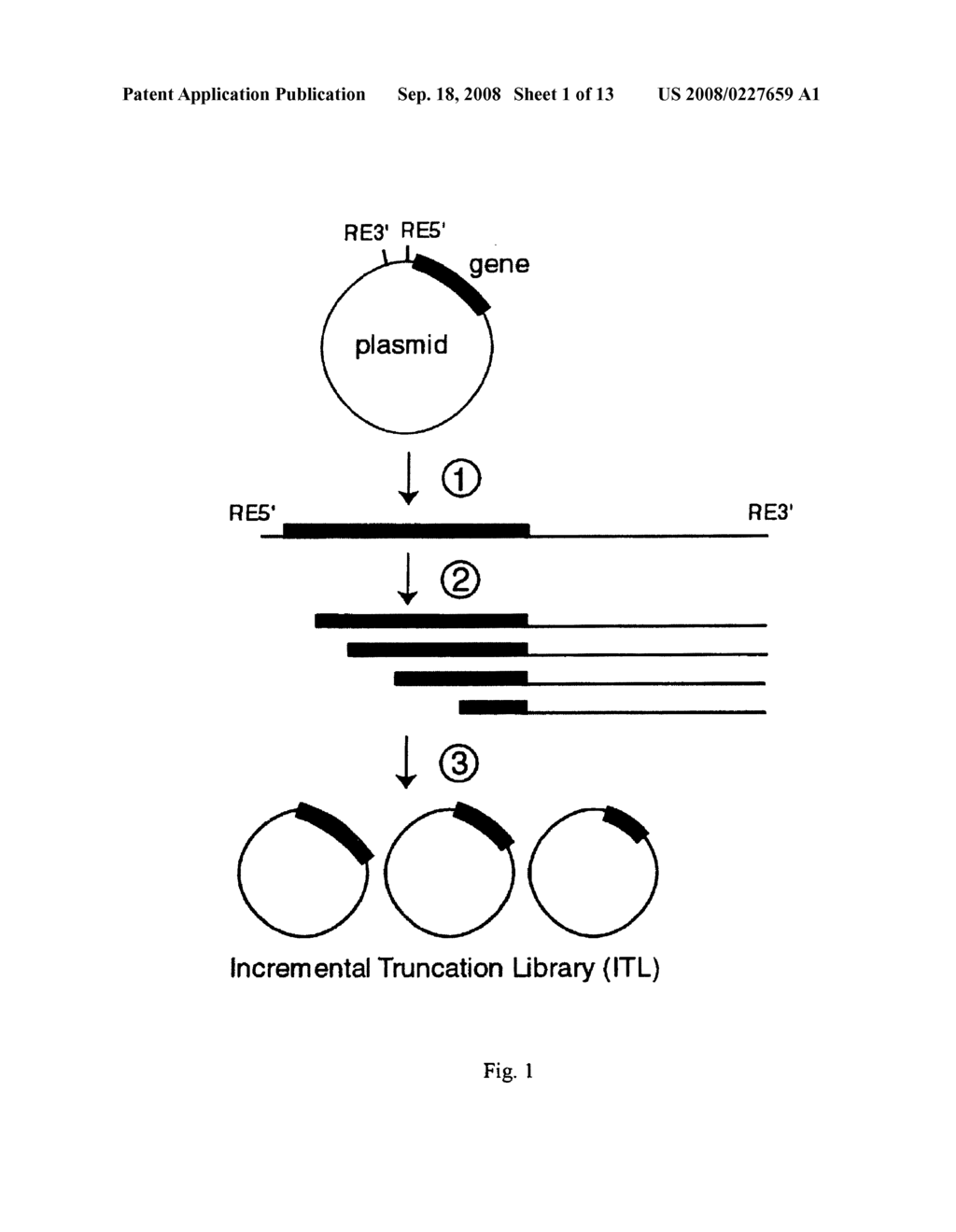 Incrementally Truncated Nucleic Acids and Methods of Making Same - diagram, schematic, and image 02