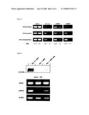 Sfrp Expression Enhancing Agent diagram and image