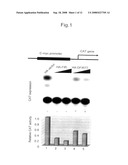 Apoptosis-inducing agent and method for inducing apoptosis diagram and image