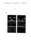 Apoptosis-inducing agent and method for inducing apoptosis diagram and image