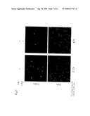 Apoptosis-inducing agent and method for inducing apoptosis diagram and image