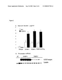 Methods Of Attenuating Prostate Tumor Growth By Insulin-Like Growth Factor Binding Protein-3 (IGFBP-3) diagram and image