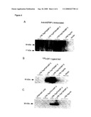 Methods Of Attenuating Prostate Tumor Growth By Insulin-Like Growth Factor Binding Protein-3 (IGFBP-3) diagram and image