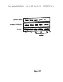 LUPEOL ANTI-TUMOR AGENT AND USES THEREOF diagram and image