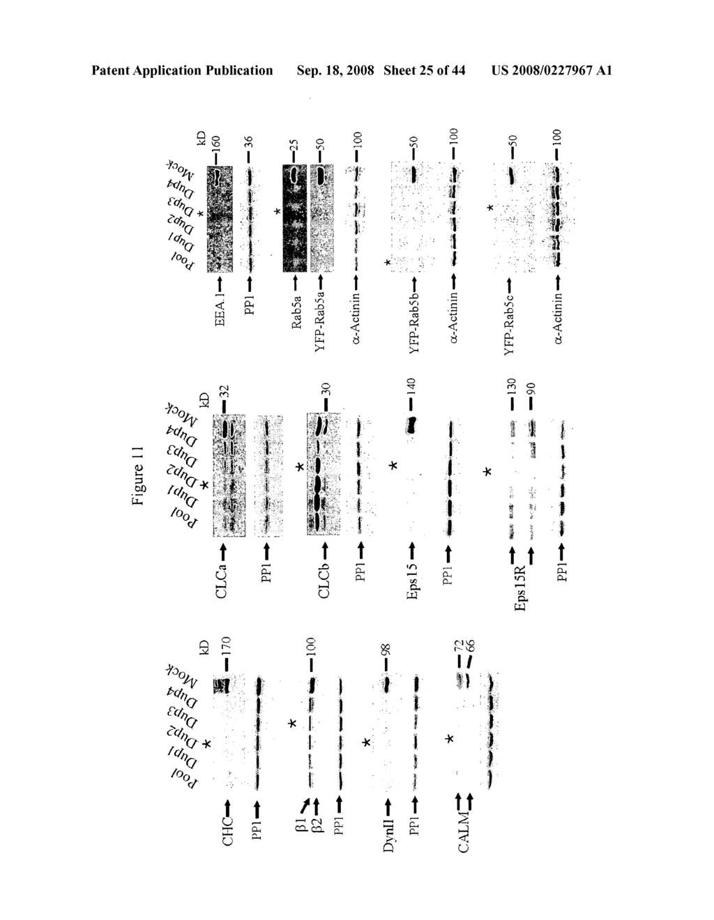 siRNA targeting ribonucleotide reductase M2 polypeptide (RRM2 or RNR-R2) - diagram, schematic, and image 26