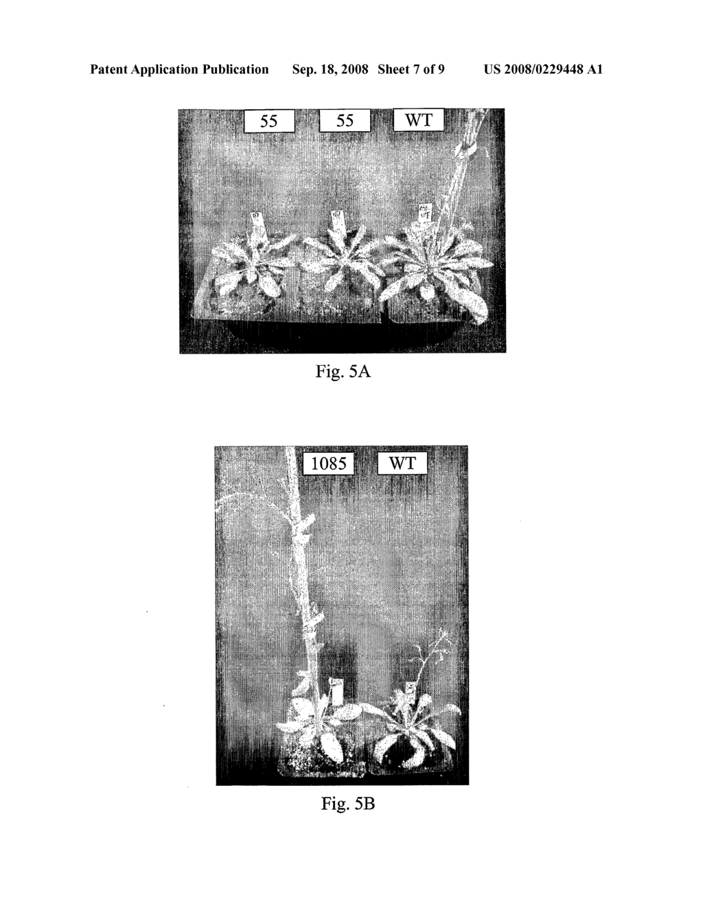 Plant Stress Tolerance from Modified Ap2 Transcription Factors - diagram, schematic, and image 08