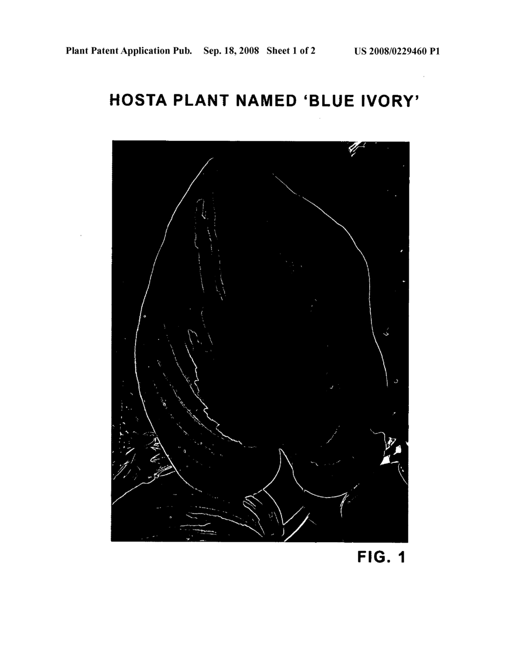 Hosta plant named 'Blue Ivory' - diagram, schematic, and image 03