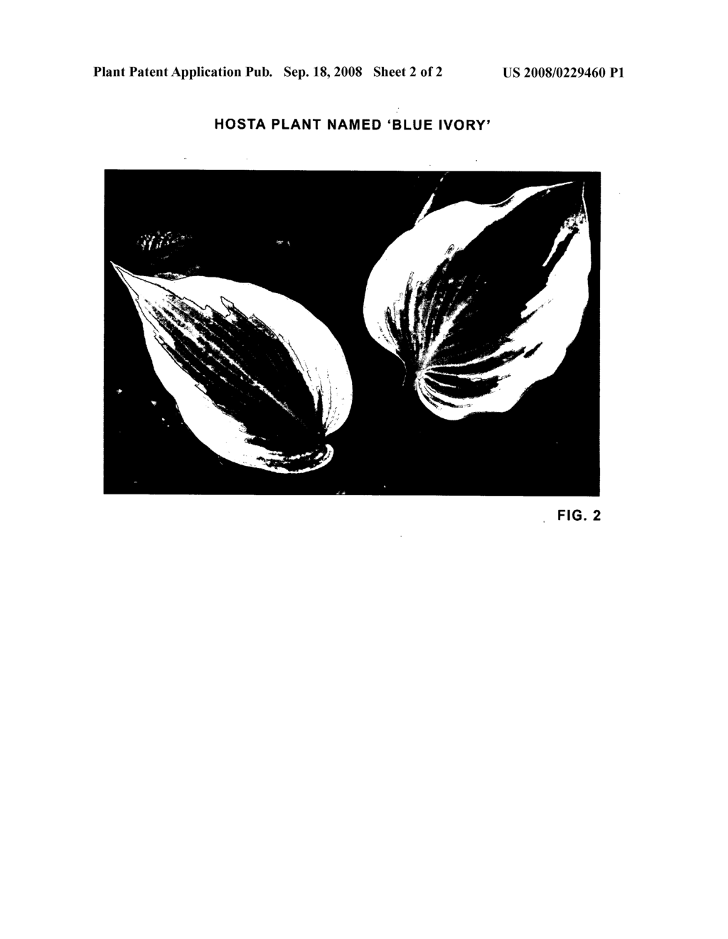 Hosta plant named 'Blue Ivory' - diagram, schematic, and image 04