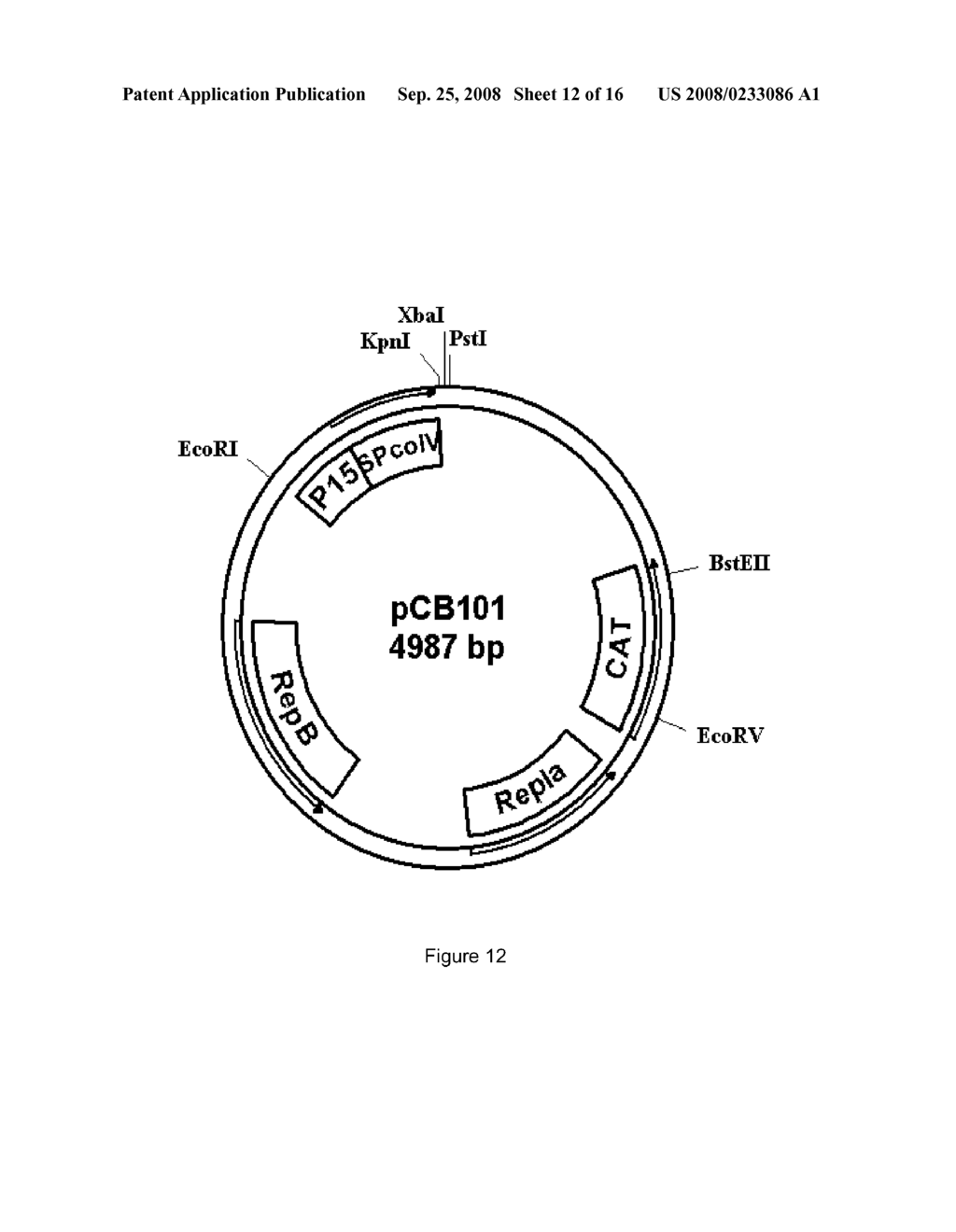 Expression Vectors for Treating Bacterial Infections - diagram, schematic, and image 13