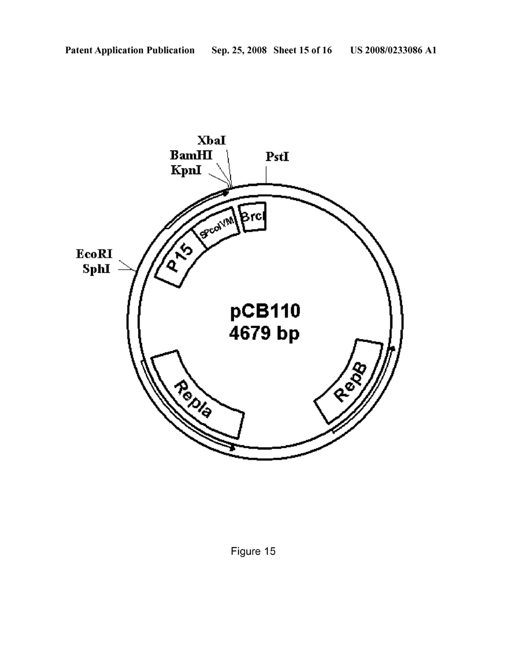 Expression Vectors for Treating Bacterial Infections - diagram, schematic, and image 16