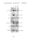 Modified Cells Expressing a Protein That Modulates Activity of Bhlh Proteins, and Uses Thereof diagram and image