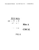 RHO Family Antagonists and Their Use to Block Inhibition of Neurite Outgrowth diagram and image